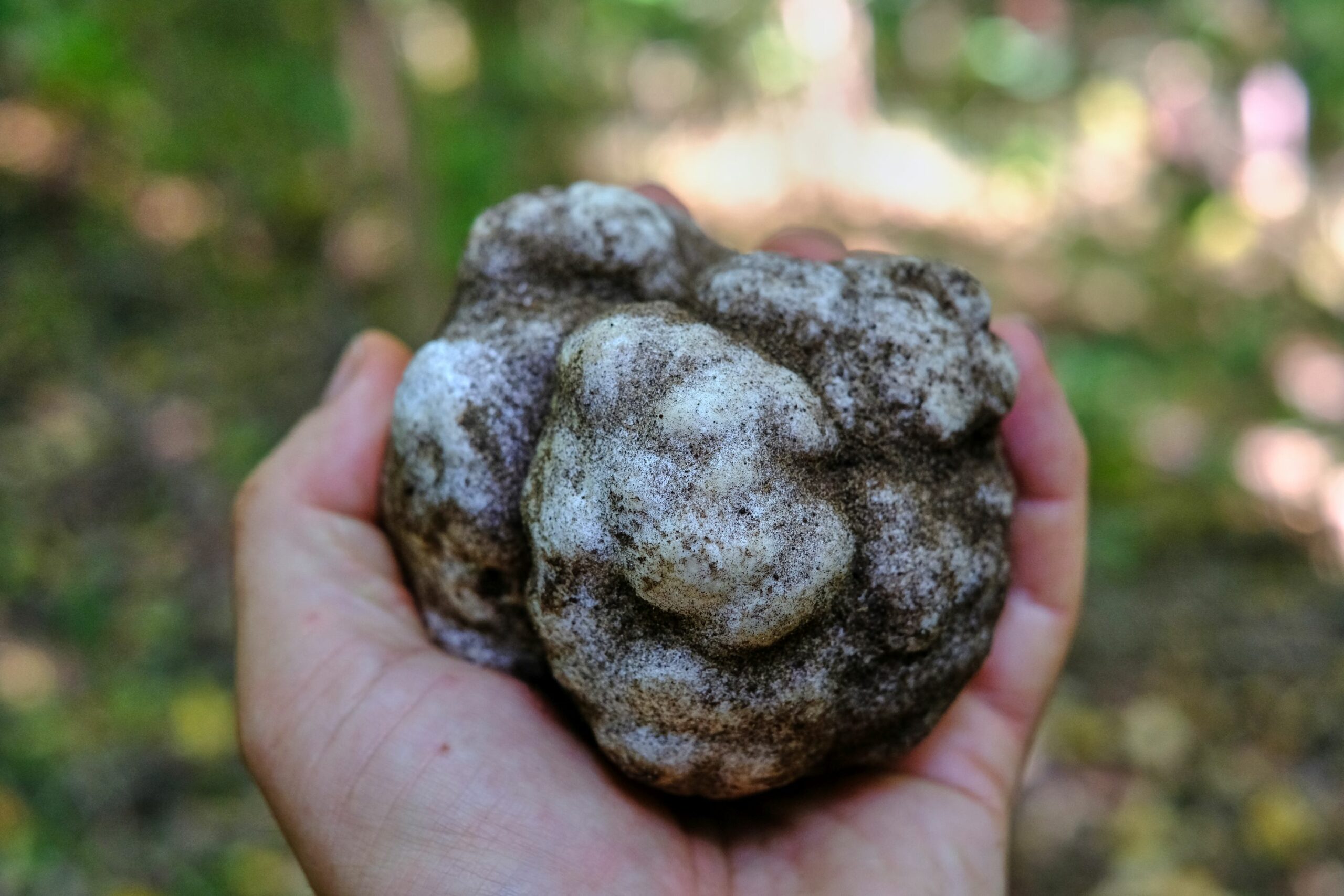 Hungarian honey truffle